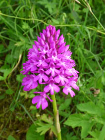 Anacamptis pyramidalis